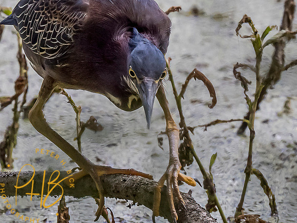 Indiana Birds and Wildlife 2021 6881-Edit-Edit