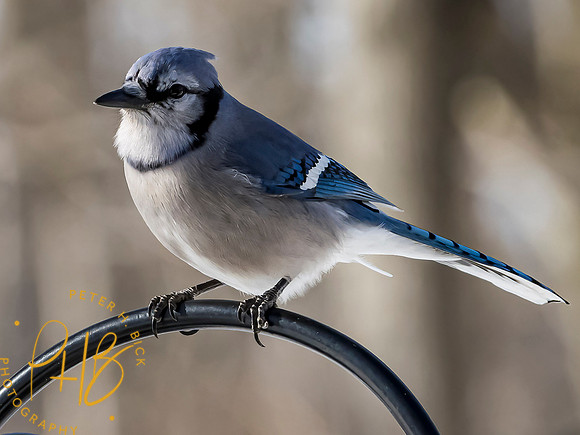 Indiana Birds and Wildlife 2021 0769-Edit