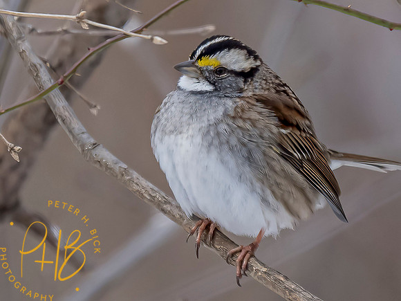 Indiana Birds and Wildlife 2021 0823-Edit