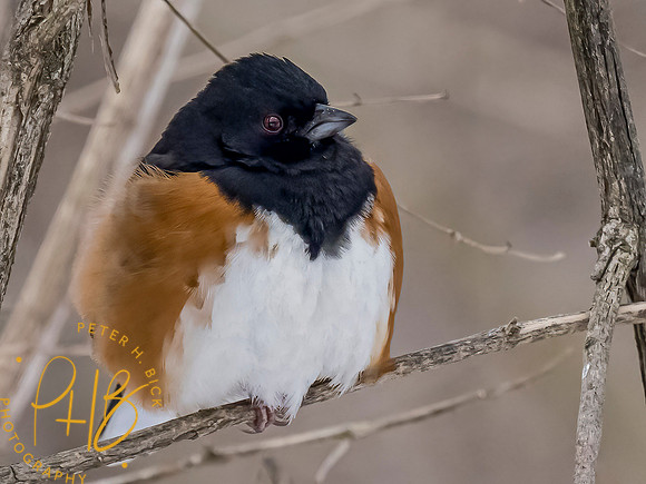 Indiana Birds and Wildlife 2021 0831-Edit