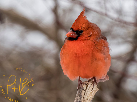 Indiana Birds and Wildlife 2021 0836-Edit