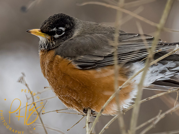 Indiana Birds and Wildlife 2021 0854-Edit
