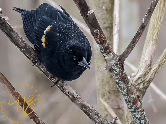 Indiana Birds and Wildlife 2021 0877-Edit