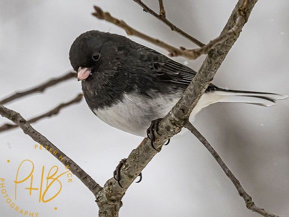 Indiana Birds and Wildlife 2021 0903-Edit