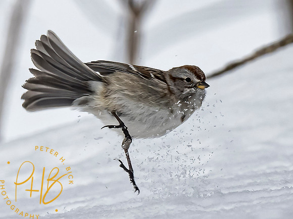 Indiana Birds and Wildlife 2021 0980-Edit
