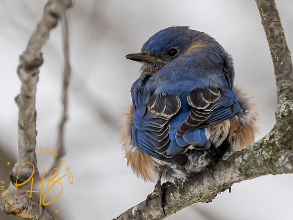 Indiana Birds and Wildlife 2021 1056-Edit