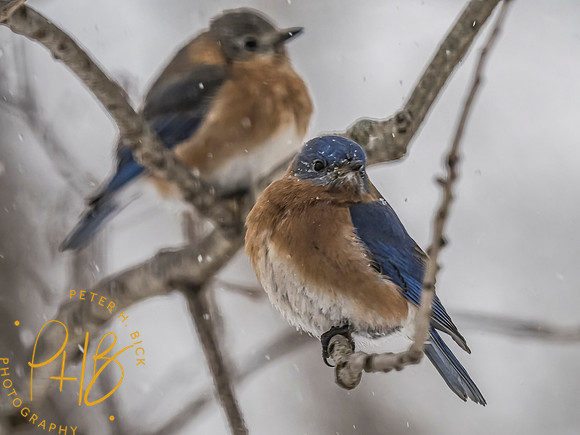 Indiana Birds and Wildlife 2021 1128-Edit
