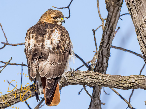 Indiana Birds and Wildlife 2021 1167-Edit