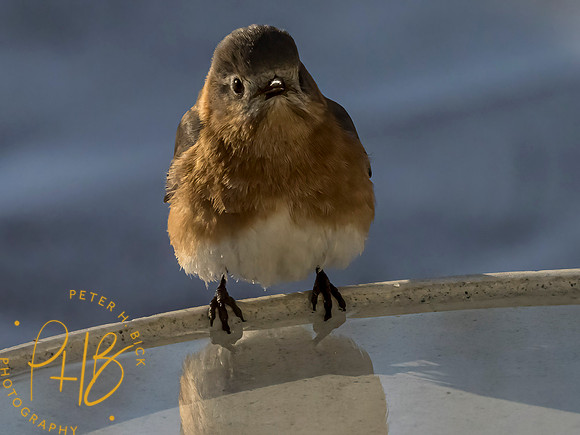 Indiana Birds and Wildlife 2021 1224-Edit