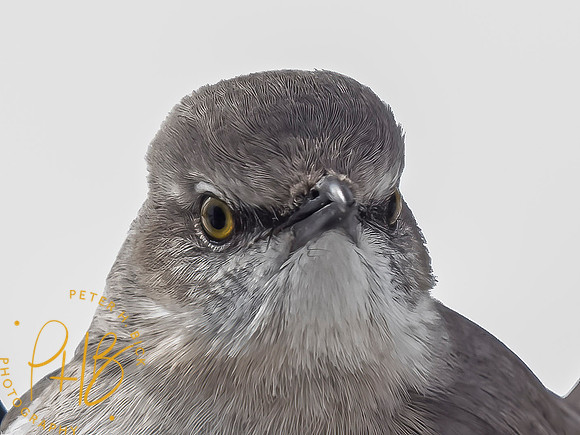 Indiana Birds and Wildlife 2021 1308-Edit
