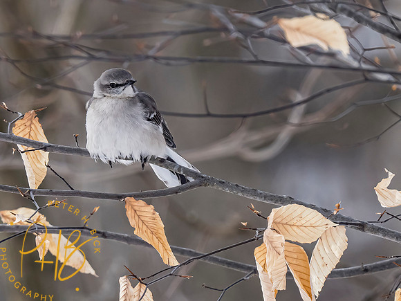 Indiana Birds and Wildlife 2021 1316-Edit