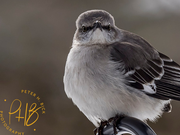 Indiana Birds and Wildlife 2021 1324-Edit