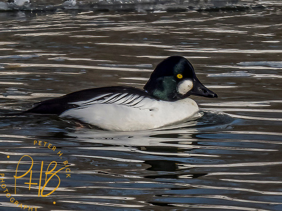 Indiana Birds and Wildlife 2021 1377-Edit
