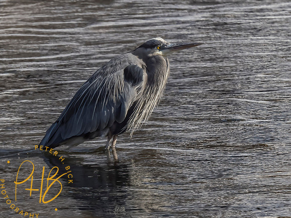Indiana Birds and Wildlife 2021 1381-Edit