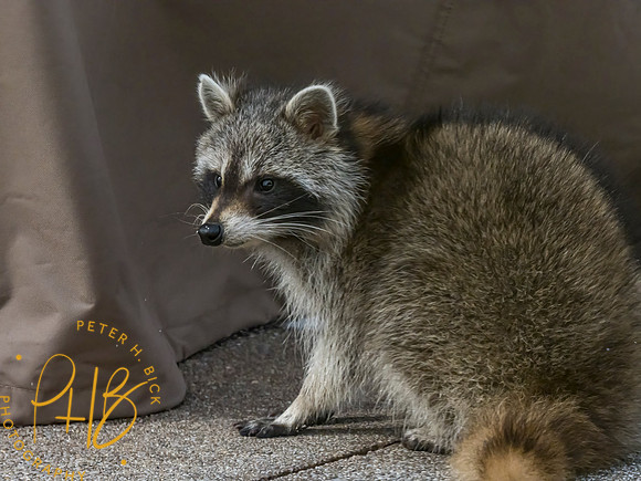 Indiana Birds and Wildlife 2021 1638-Edit