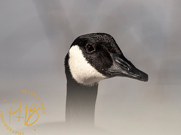 Indiana Birds and Wildlife 2021 1793-Edit