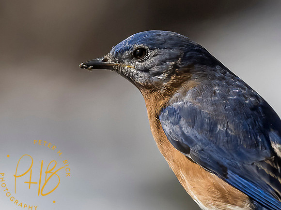 Indiana Birds and Wildlife 2021 1816-Edit
