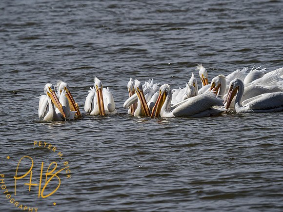 Indiana Birds and Wildlife 2021 2105-Edit