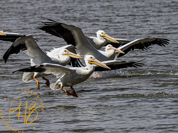 Indiana Birds and Wildlife 2021 2139-Edit