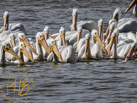 Indiana Birds and Wildlife 2021 2184-Edit