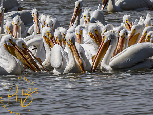 Indiana Birds and Wildlife 2021 2195-Edit
