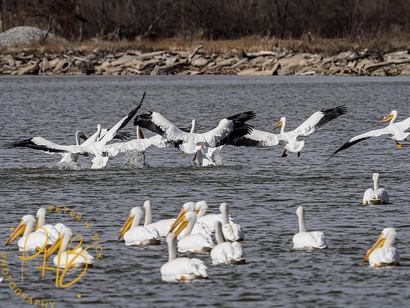 Indiana Birds and Wildlife 2021 2221-Edit