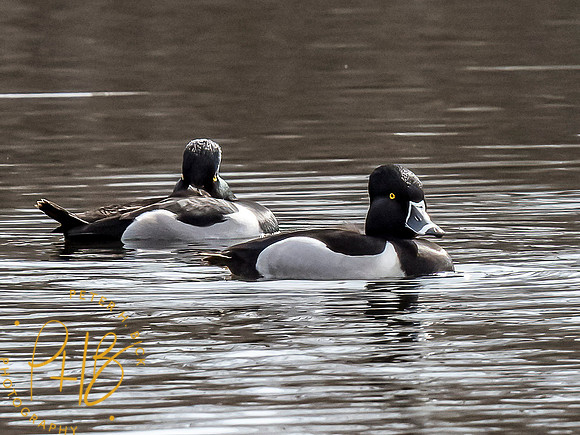 Indiana Birds and Wildlife 2021 2510-Edit