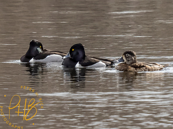 Indiana Birds and Wildlife 2021 2521-Edit
