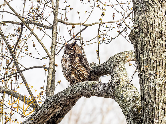 Indiana Birds and Wildlife 2021 2671-Edit