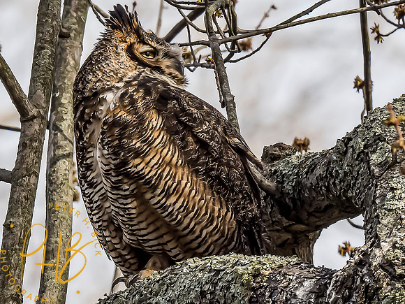 Indiana Birds and Wildlife 2021 2744-Edit