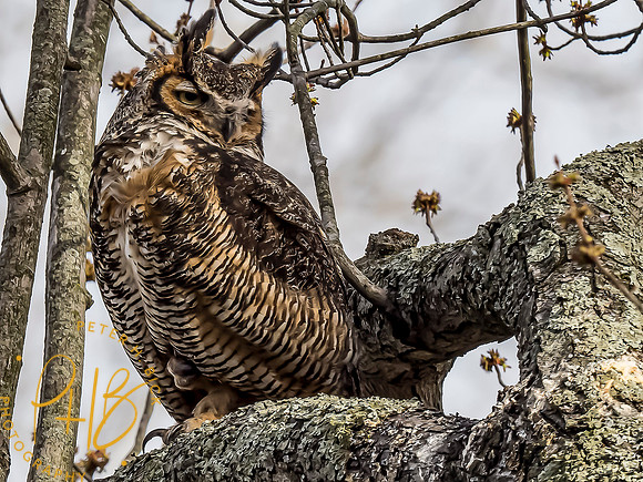 Indiana Birds and Wildlife 2021 2757-Edit