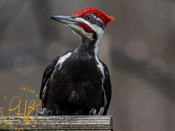 Indiana Birds and Wildlife 2021 3080-Edit