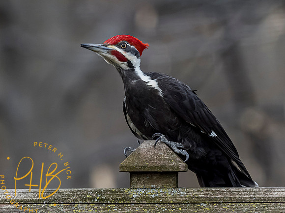 Indiana Birds and Wildlife 2021 3095-Edit