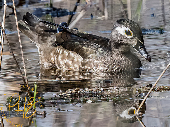 Indiana Birds and Wildlife 2021 3213-Edit