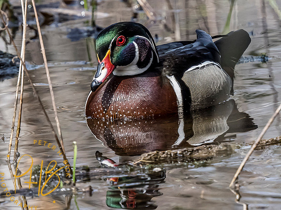 Indiana Birds and Wildlife 2021 3221-Edit