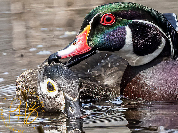 Indiana Birds and Wildlife 2021 3289-Edit