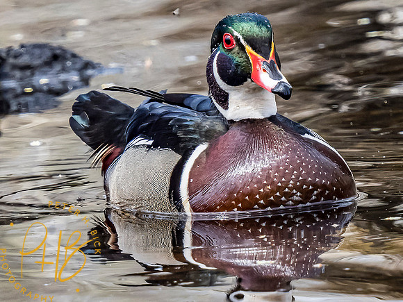 Indiana Birds and Wildlife 2021 3338-Edit