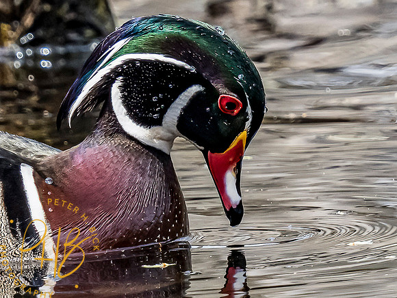 Indiana Birds and Wildlife 2021 3341-Edit