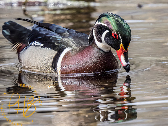 Indiana Birds and Wildlife 2021 3388-Edit