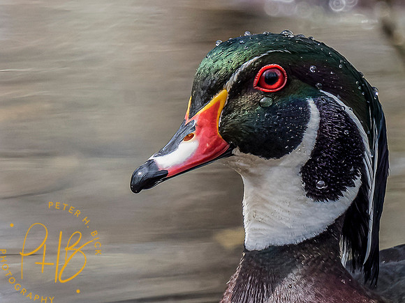 Indiana Birds and Wildlife 2021 3395-Edit