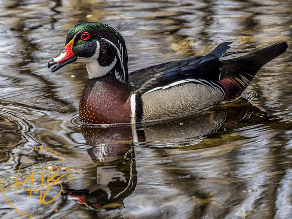 Indiana Birds and Wildlife 2021 3464-Edit