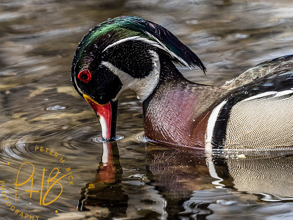 Indiana Birds and Wildlife 2021 3498-Edit
