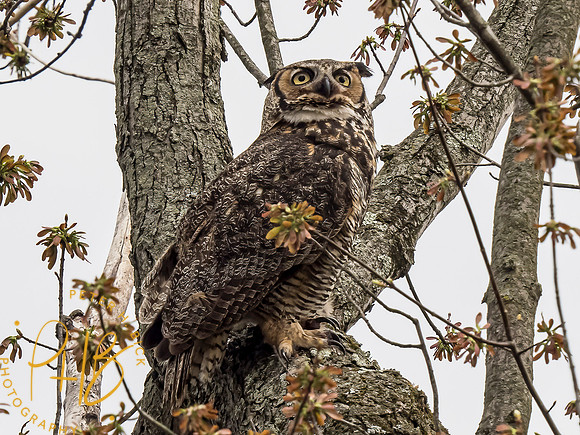 Indiana Birds and Wildlife 2021 3664-Edit