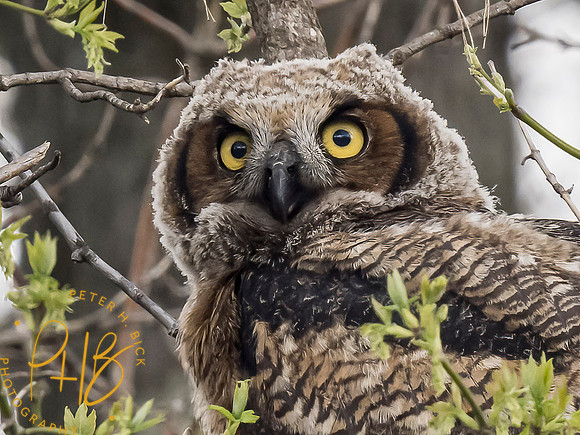 Indiana Birds and Wildlife 2021 3686-Edit