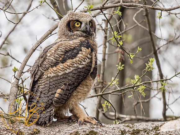 Indiana Birds and Wildlife 2021 3785-Edit