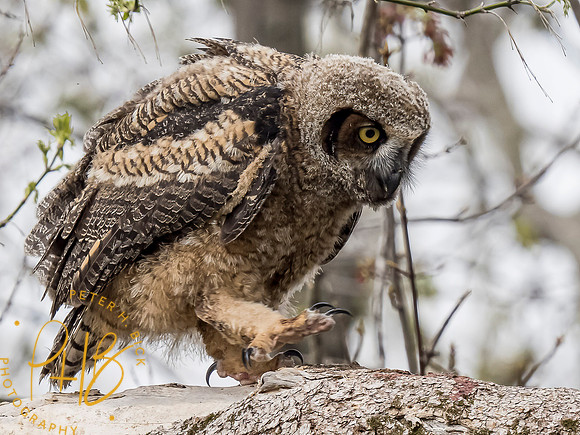 Indiana Birds and Wildlife 2021 3801-Edit