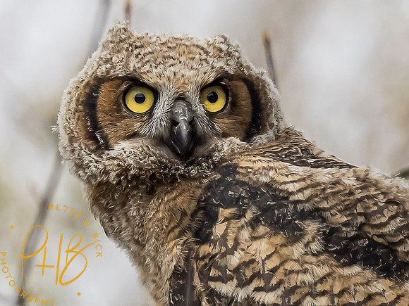 Indiana Birds and Wildlife 2021 3828-Edit