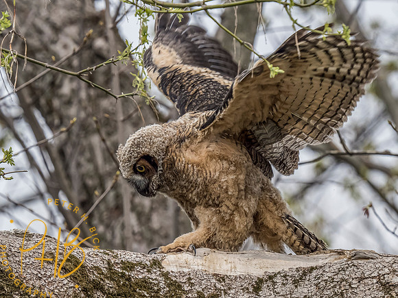 Indiana Birds and Wildlife 2021 3849-Edit