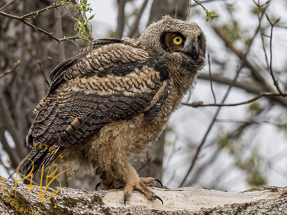 Indiana Birds and Wildlife 2021 3873-Edit