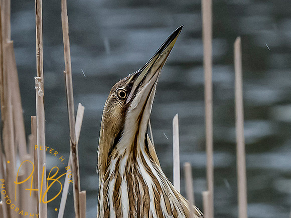 Indiana Birds and Wildlife 2021 4254-Edit